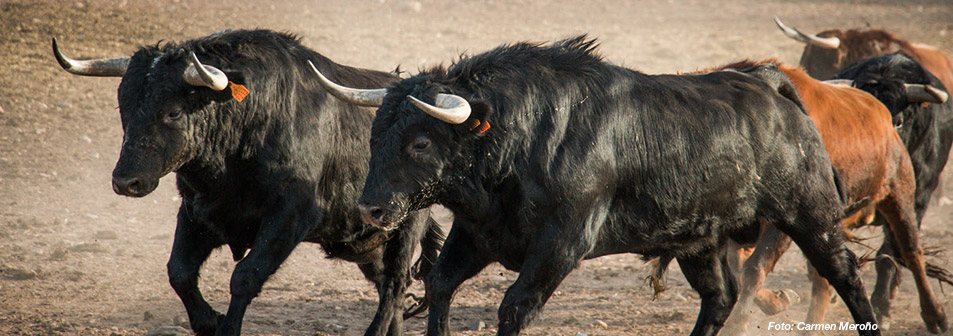 Finca Toropasión, el toro bravo en movimiento