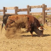 Los toros en los corrales