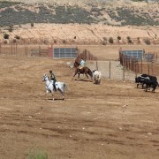 Visitas guiadas, una experiencia única en el entorno del toro bravo