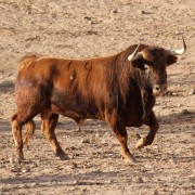 Los astados de la Finca Toropasión