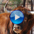 Reportaje de los toros de festejos populares para la Feria de La Magdalena 2012