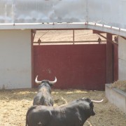 El club taurino de Estella visitó las instalaciones de Finca Toropasión