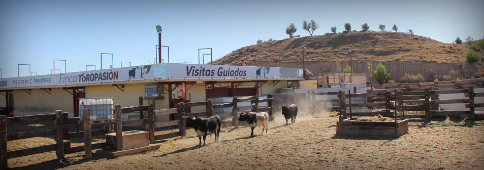 Finca Toropasión, la belleza del toro en el campo