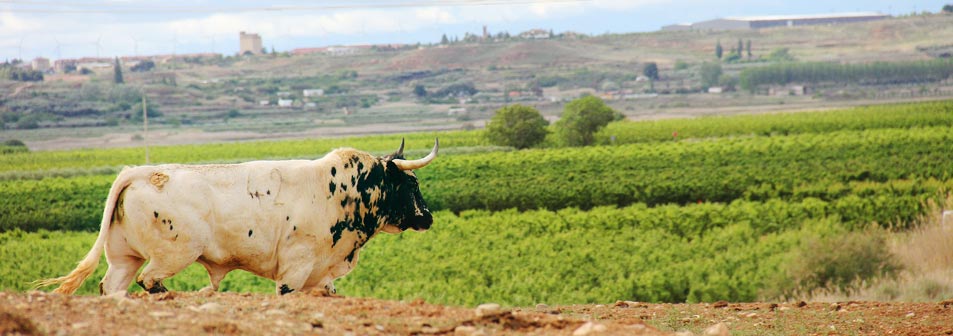 Finca Toropasión, la belleza del toro en el campo