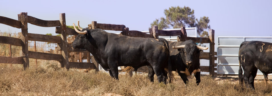 Finca Toropasión, la belleza del toro en el campo