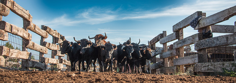 Finca Toropasión, la belleza del toro en el campo