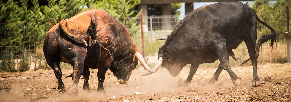 Finca Toropasión, la belleza del toro en el campo