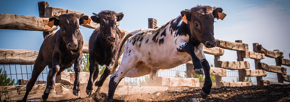Finca Toropasión, la belleza del toro en el campo