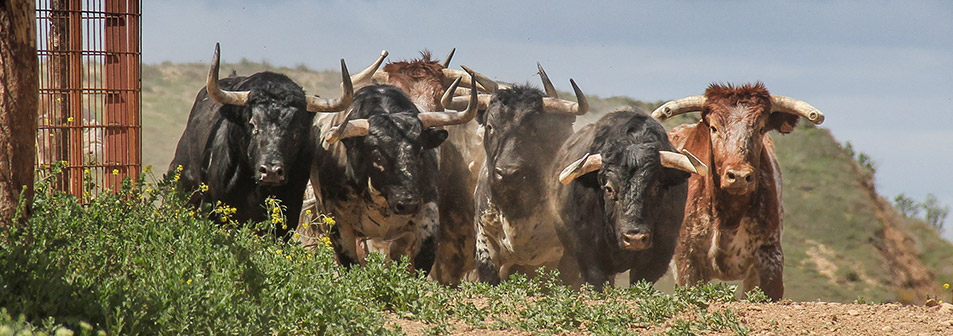 Finca Toropasión, la belleza del toro en el campo