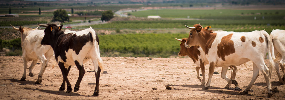 Finca Toropasión, la belleza del toro en el campo