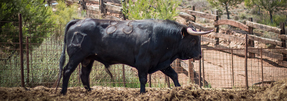 Finca Toropasión, la belleza del toro en el campo