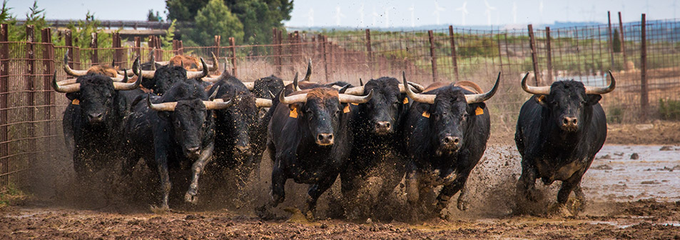 Finca Toropasión, la belleza del toro en el campo