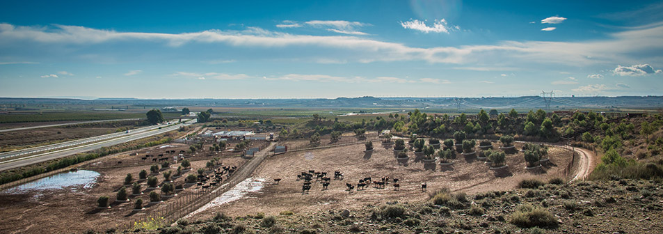 Finca Toropasión, la belleza del toro en el campo