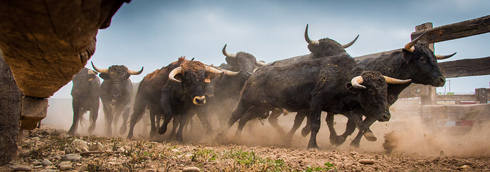 Finca Toropasión, la belleza del toro en el campo