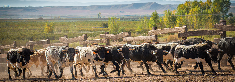 Finca Toropasión, la belleza del toro en el campo