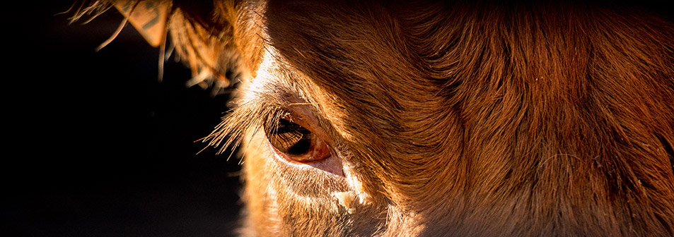 Finca Toropasión, la belleza del toro en el campo