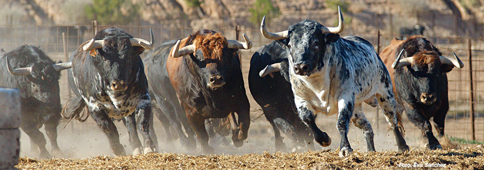 Finca Toropasión, el toro bravo en movimiento