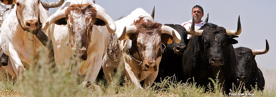 Finca Toropasión, el toro bravo en movimiento