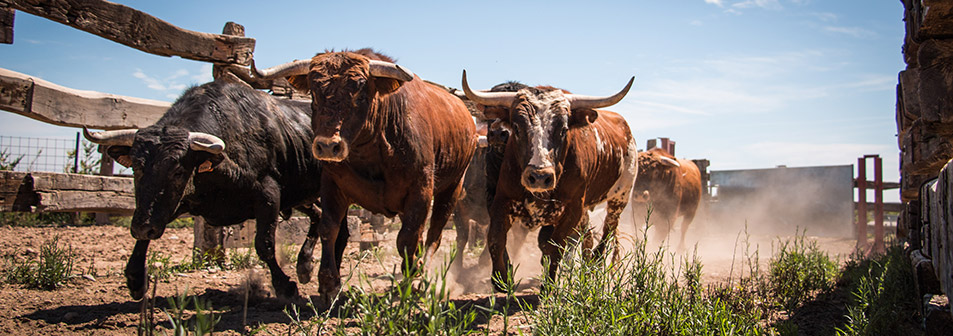 Finca Toropasión, la belleza del toro en el campo