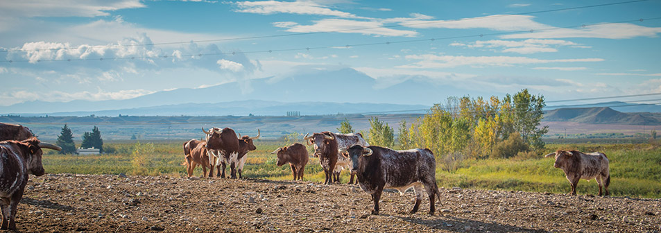 Finca Toropasión, la belleza del toro en el campo