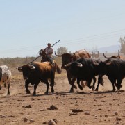 Las labores ganaderas de apartado de toros a caballo