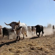 Las labores ganaderas de apartado de toros a caballo