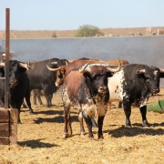 Las labores ganaderas de apartado de toros a caballo