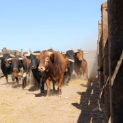 Las labores ganaderas de apartado de toros a caballo