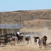 Las labores ganaderas de apartado de toros a caballo