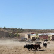 Las labores ganaderas de apartado de toros a caballo