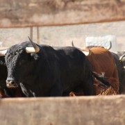 Las labores ganaderas de apartado de toros a caballo