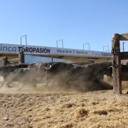 Las labores ganaderas de apartado de toros a caballo