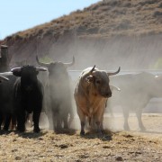 Las labores ganaderas de apartado de toros a caballo