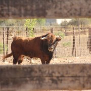 Las labores ganaderas de apartado de toros a caballo