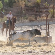 Las labores ganaderas de apartado de toros a caballo