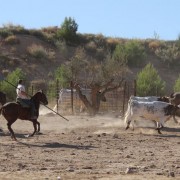 Las labores ganaderas de apartado de toros a caballo