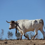 Las labores ganaderas de apartado de toros a caballo