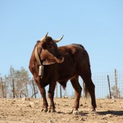 Las labores ganaderas de apartado de toros a caballo