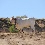 Las labores ganaderas de apartado de toros a caballo