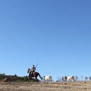 Las labores ganaderas de apartado de toros a caballo