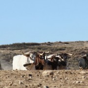 Las labores ganaderas de apartado de toros a caballo