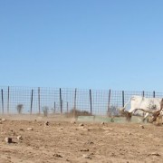 Las labores ganaderas de apartado de toros a caballo