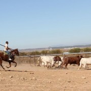 Las labores ganaderas de apartado de toros a caballo