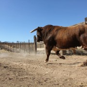 Las labores ganaderas de apartado de toros a caballo