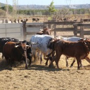 Las labores ganaderas de apartado de toros a caballo