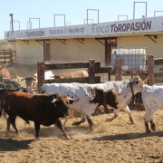 Las labores ganaderas de apartado de toros a caballo