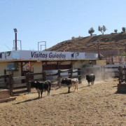 Las labores ganaderas de apartado de toros a caballo