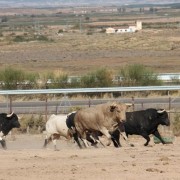 Las labores ganaderas de apartado de toros a caballo