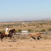 Las labores ganaderas de apartado de toros a caballo