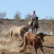 Las labores ganaderas de apartado de toros a caballo